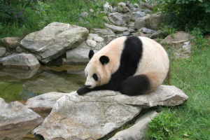 Kakvo je puno velike pande? Kakvo je puno velike pande?